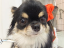 ポチたま日和(*´д｀*)