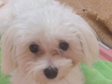 ポチたま(´∀｀)♫