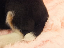 新メンバー(*´д｀*)