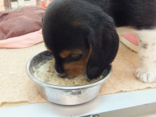 今日のポチたま