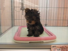 くしゃみが・・・｡ﾟ(ﾟ´Д｀ﾟ)ﾟ｡