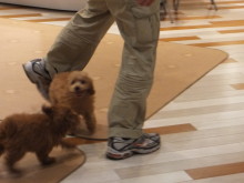 トイプー君(*´д｀*)