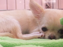 今日のポチたまヽ(・∀・)ノ