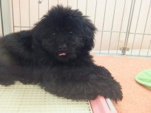 日曜のポチたま♫