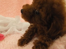 お迎えになりました(*´д｀*)