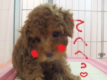 ポチたま通信(´∀｀)