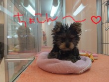 可愛いねぇ～(*´д｀*)