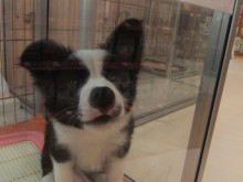 ▽・ｗ・▽ワン！