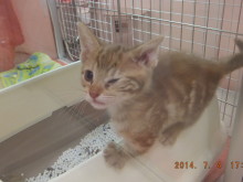 ポチたまイチ押し(^O^)