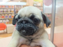 お迎えになりました