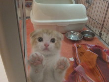 イチ押し(｡･ ω<)ゞ