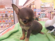 ペットショップならポチたまでしょ(｡･ ω<)ゞ