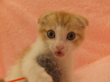 可愛いのいっぱいです(*´д｀*)