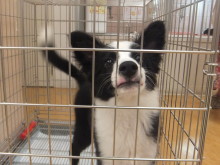 お出迎え(*´д｀*)