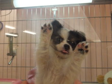 ポチたま(*´ω｀*)