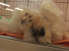 わたあめちゃん♡