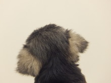 新メンバー(*´д｀*)