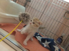 今日のポチたま