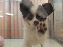 ポチたま(*ﾟ∀ﾟ*)