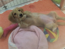 ポチたま便り(*´д｀*)