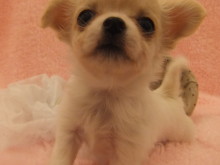 新メンバーで～す(*´д｀*)