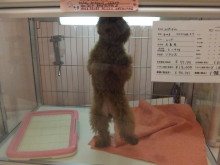 お迎えになりました(^O^)