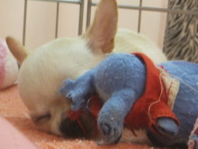 今日のポチたま(´・ω・｀)