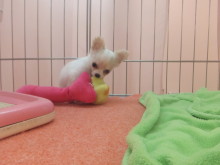 ポチたま(´∀｀)