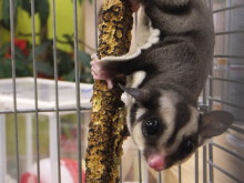 ポチたまに来て(´∀｀)！