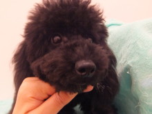 ポチたま通信(^ω^)