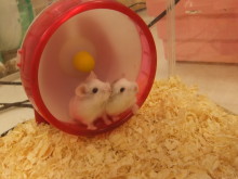 小動物(´・ω・｀)