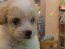 新メンバー( ´艸｀)