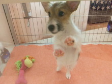 ポチたま( ´ ▽ ` )