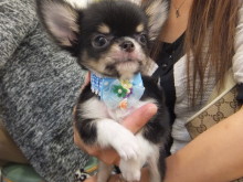 お迎えになりました(*´д｀*)