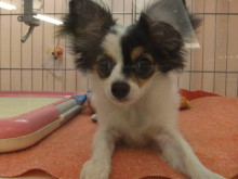 ポチたまo(^▽^)o