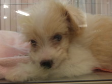 ポチたまヽ(・∀・)ノ