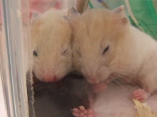 お昼寝中、、、(´・ω・｀)