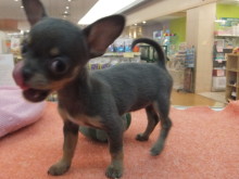 可愛いですよ～(*´д｀*)