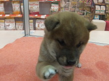 今日まで(｡･ ω<)ゞ