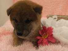 新メンバーヽ(^0^)ノ