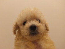 新メンバー(((o(*ﾟ▽ﾟ*)o)))