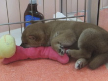 今日のポチたま(^O^)