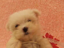 お迎え＆イチ押し(^O^)