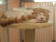 ポチたま(*^ω^*)