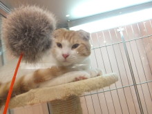 猫じゃらし(*ﾟ▽ﾟ*)