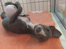 今日のポチたま(*^_^*)