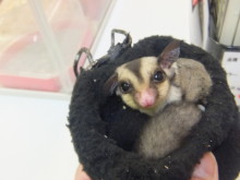 ☆今日のポチたま☆