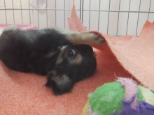 ポチたま(((o(*ﾟ▽ﾟ*)o)))