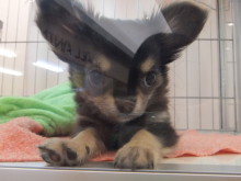 ポチたまの仔犬達(*´ω｀*)