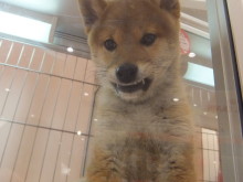 ポチたま(´∀｀)